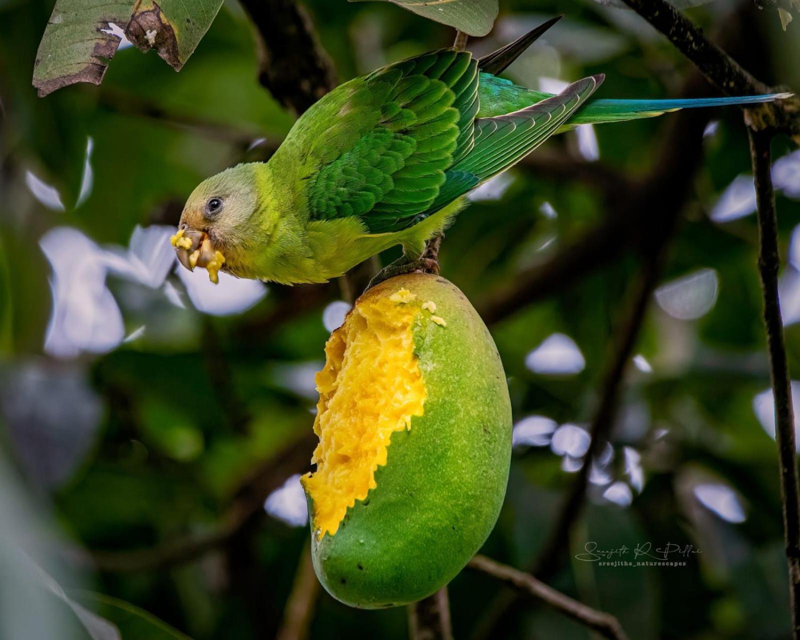Nature Tones By Brdge Hospitality Maraiyūr エクステリア 写真